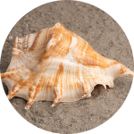 Mahadev Puja Store, 100% Original Karungali Mala with Lab Certificate