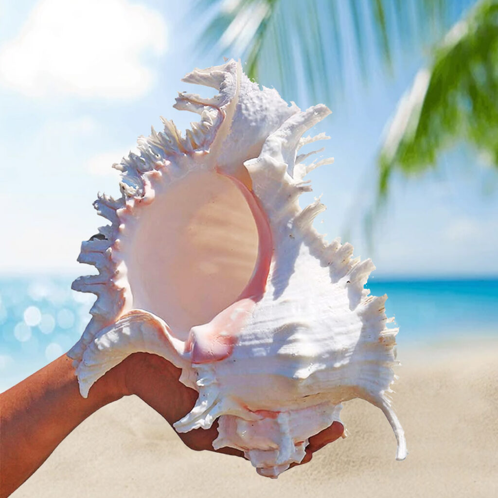 Natural Seashell_1 by mahadev puja store